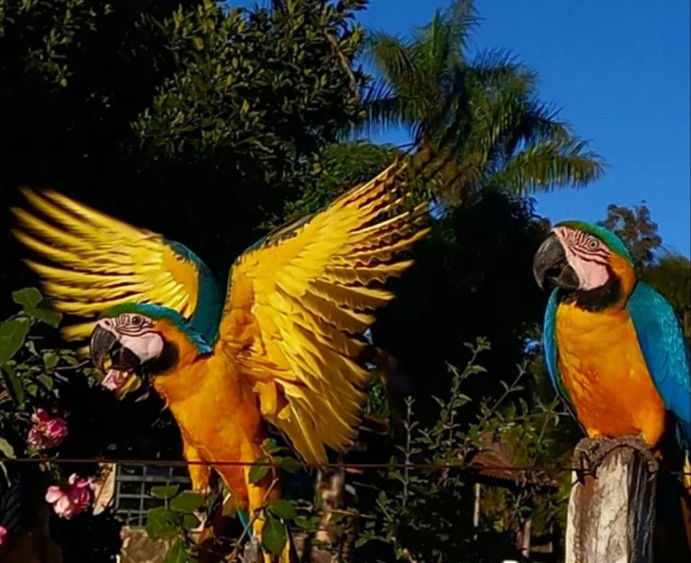 Pousada Canto Dos Passaros Alto Paraiso de Goias Exterior photo